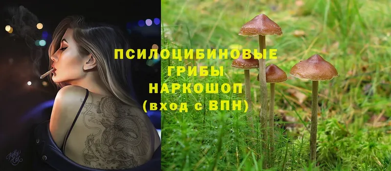 даркнет сайт  Камышин  Галлюциногенные грибы Cubensis 